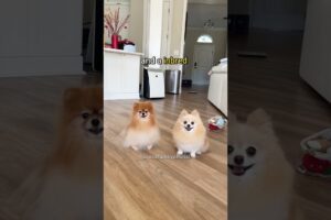 Purebred Pomeranian vs Inbred Pomeranian