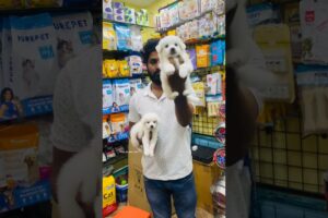 Quality Pomeranian❣️🐕🐾Male 2 puppies Available in Vizag Bast price 😱 contact 8712347555📱#shortvideo