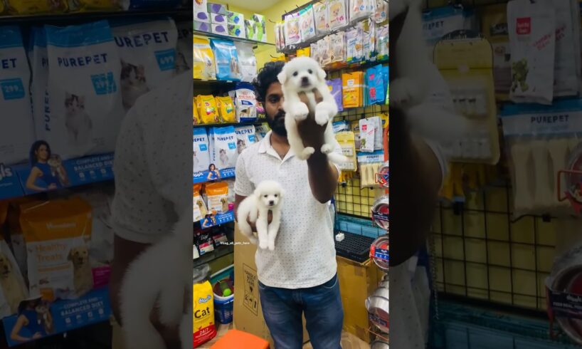 Quality Pomeranian❣️🐕🐾Male 2 puppies Available in Vizag Bast price 😱 contact 8712347555📱#shortvideo