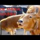 REAL FARM ANIMAL SOUNDS WITHOUT MUSIC, for children and parents - cow mooing for kids, Kuh muht