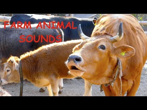 REAL FARM ANIMAL SOUNDS WITHOUT MUSIC, for children and parents - cow mooing for kids, Kuh muht