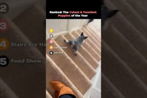 Ranked- The Cutest & Funniest Puppies of the Year