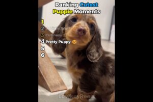Ranking 6 Cute Puppies