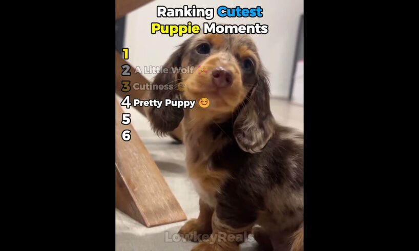 Ranking 6 Cute Puppies