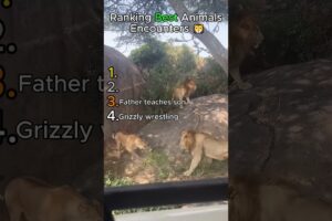 Ranking Best Animals Fights #funny #shorts #ranking #foryou