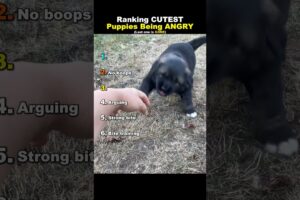 Ranking CUTEST Puppies Being ANGRY
