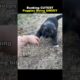 Ranking CUTEST Puppies Being ANGRY