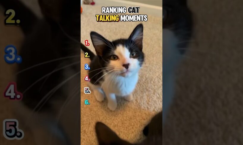 Ranking Cat Talking Moments