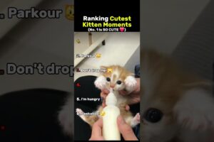 Ranking The Cutest Kitten Moments 😸❤️ (No. 1 is so cute)