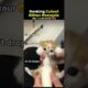 Ranking The Cutest Kitten Moments 😸❤️ (No. 1 is so cute)