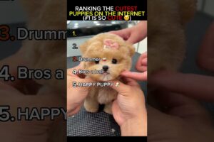 Ranking The Cutest Puppies EVER 🐶 | #1 Is TOO Cute
