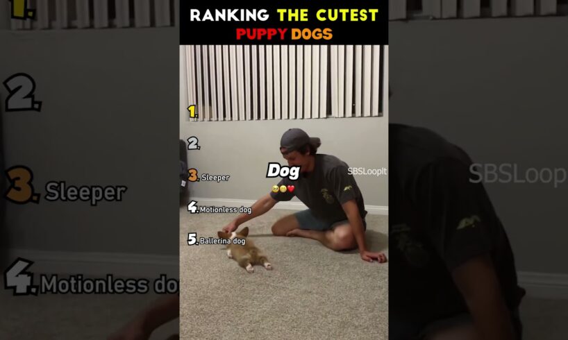 Ranking The Cutest Puppy Moments 😂🐕