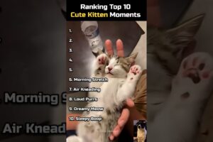 Ranking Top 10 Cutest Kitten Moments! 🐾 #Shorts #CuteKittens #CatLovers #ViralPets