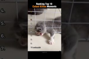 Ranking Top 10 Cutest Kitten Moments! (part 4)