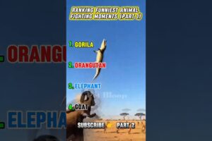 Ranking funniest animal fighting moments 😅 #shorts #funny #shortvideo