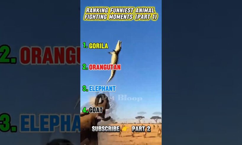 Ranking funniest animal fighting moments 😅 #shorts #funny #shortvideo