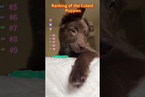 Ranking of the Cutest Puppies #funny #pets #usa #fyp #cute