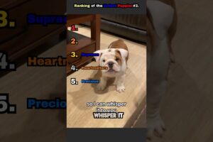 Ranking of the Cutest Puppies#3