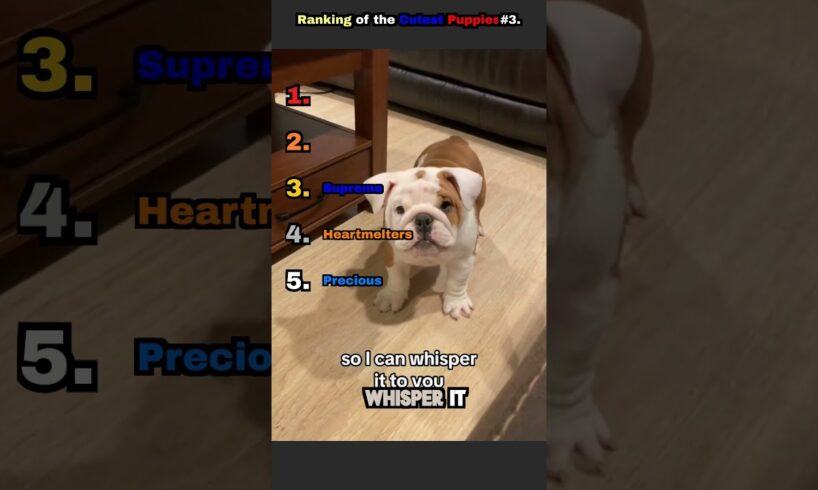 Ranking of the Cutest Puppies#3