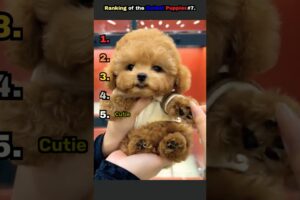 Ranking of the Cutest Puppies#7