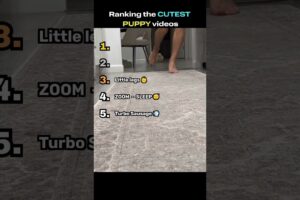 Ranking the CUTEST puppy videos 🐕   #funny #dog #pets #cute #cuteanimals