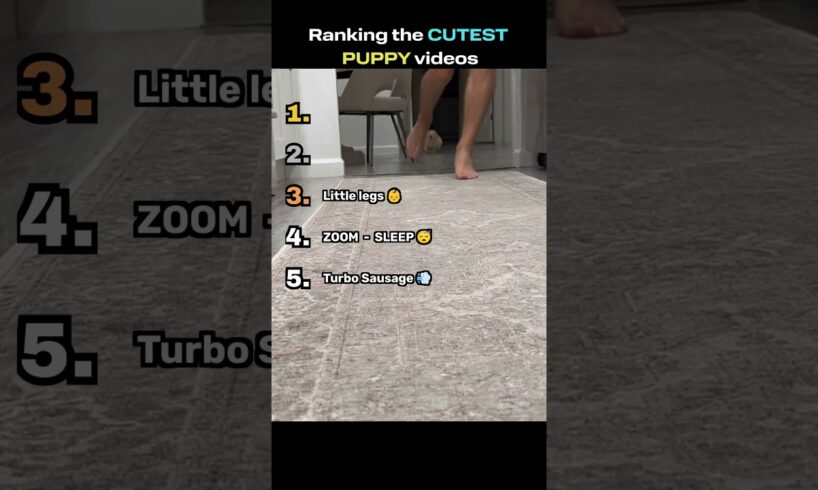 Ranking the CUTEST puppy videos 🐕   #funny #dog #pets #cute #cuteanimals