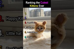 Ranking the Cutest Kittens #shorts