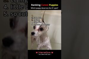 Ranking the Cutest Puppies 🐶❤️ #cutepuppies #puppies #dogs #ranking #shorts #viral #internetcore