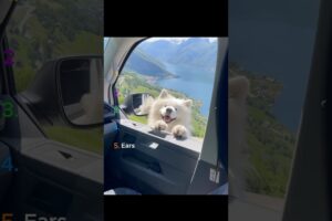 Ranking the Cutest Pups: #3 will surprise you! 🐾