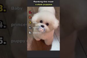 Ranking the cutest puppies