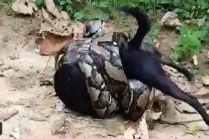 Real Life Animal Fights, That Will Blow Your Mind!