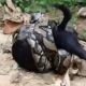 Real Life Animal Fights, That Will Blow Your Mind!