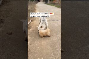 Real life story of Ritik || cute cute puppies 🐶 || golden retriever puppy || Labrador puppy #puppy