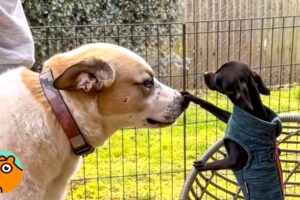 Rescue Chihuahua’s Personality Grew Bigger Than Her Body | Cuddle Buddies