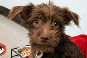 Rescue Dog Presses Buttons to Tell Woman What He Needs