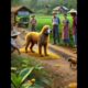 Rescue Dog #shortvideo #dog#animals #rescue #rescuedog