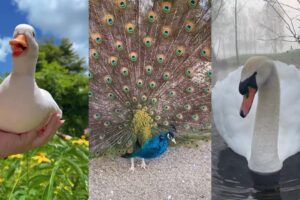 Rescue Wings Cutie#animals #lovestory #rescue #birds #love #funny #cute #pets #wildliferescue