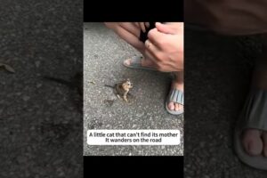 Rescue a tiny kitten found on the roadside