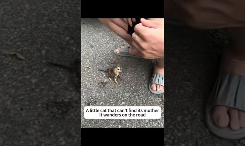 Rescue a tiny kitten found on the roadside