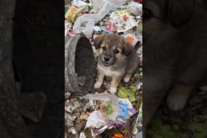 Rescue mission: 21+ puppies saved & returned to the home🥹