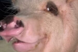 Rescue pig has hilarious reaction to touch