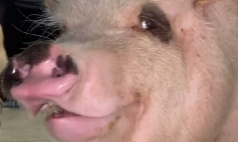 Rescue pig has hilarious reaction to touch