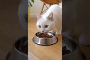 Rescued From the Flood… Now She Plays Again 🤍 #animals #shortvideo #cute #dog #shorts #cat