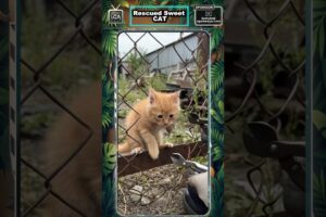 Rescued Sweet Cat 😍 #ugazoo #cat #rescue #animals #animalshorts #viral #shorts