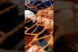 "Rescued a Trapped Magpie Robin from a Fence Net 🐦❤️" #shortvideo #wildliferescue #reels
