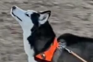 Rescued blind dog discovers she can run free in emotional moment
