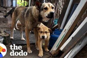 Rescuers Step In Before A Man Eats His Dog’s Puppies — And It Works | The Dodo