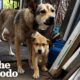 Rescuers Step In Before A Man Eats His Dog’s Puppies — And It Works | The Dodo