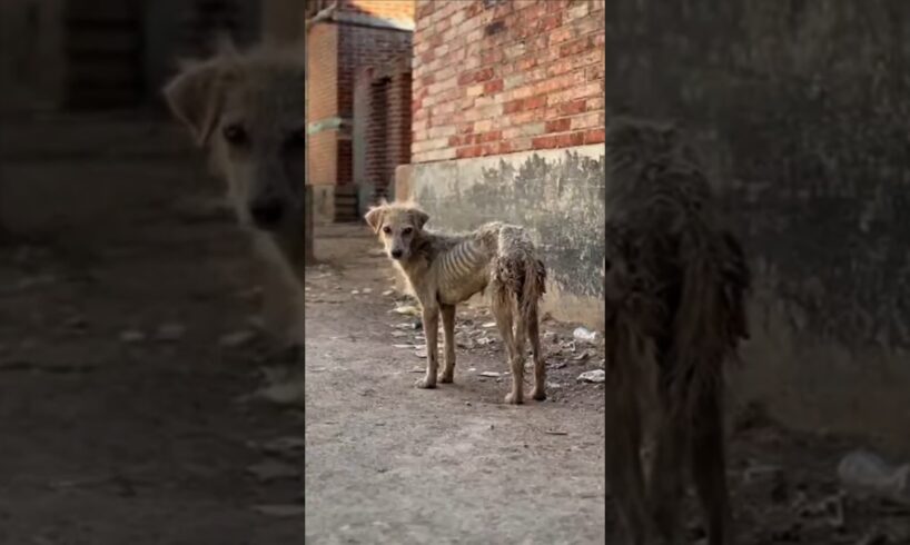 Rescuing a Severely Starved Dog Found Barely Standing | Animal rescue videos #shorts #dog