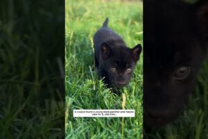 Rescuing baby black panther #animals #lovestory #wildliferescue #pets #adoption #leopard #love